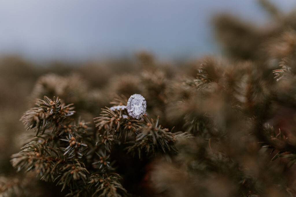 oval wedding ring with halo perches on evergreen bush in banff